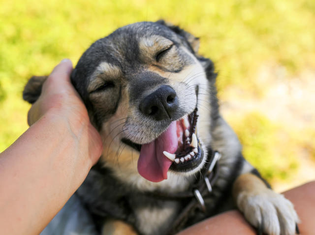 ¿Cómo crear un entorno óptimo para un perro maltratado?
