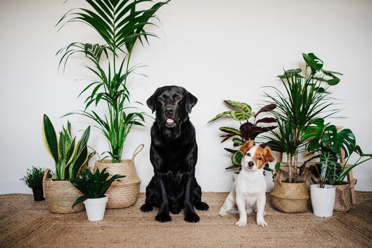 Todo lo que necesitas saber sobre plantas no tóxicas para mascotas